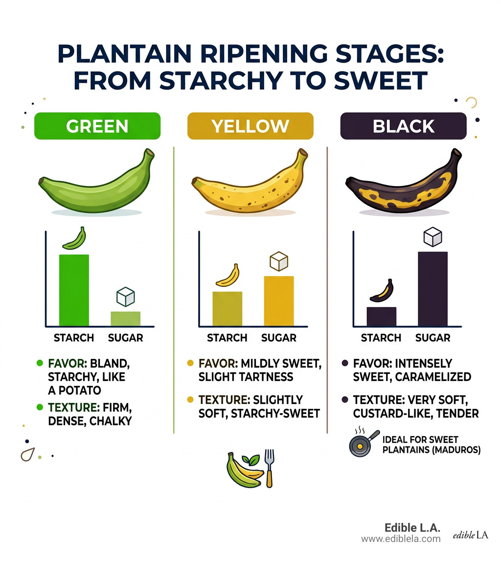 Plantain ripening stages from green to yellow to black with flavor and texture notes - sweet plantains recipe infographic 