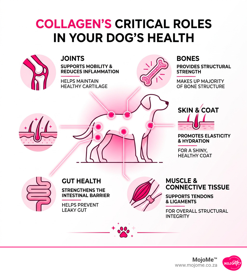 Infographic showing collagen's role in a dog's joints, bones, skin, gut, and coat - is collagen good for dogs infographic 