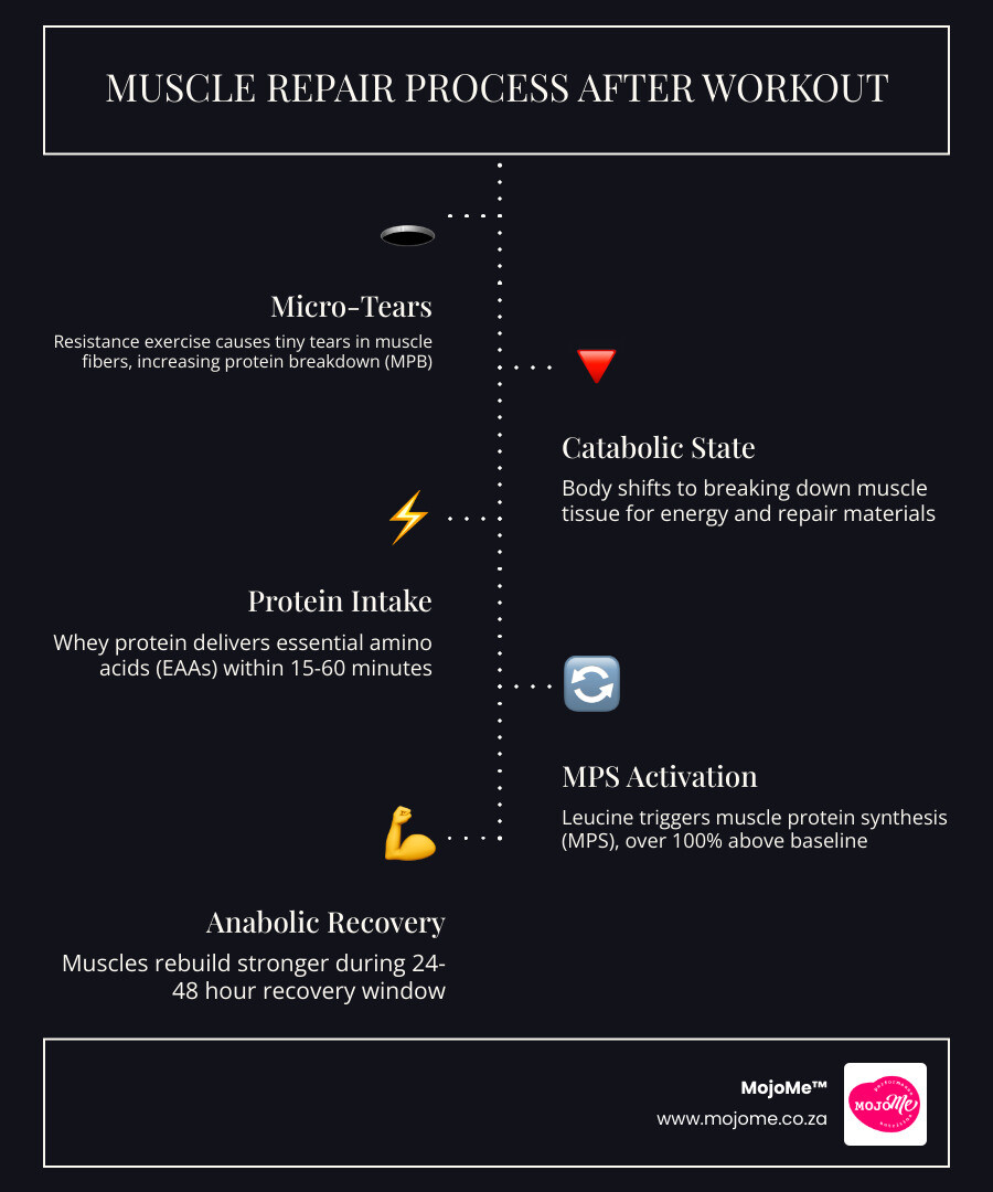 Infographic showing the muscle repair process after exercise, including micro-tears, protein synthesis, and recovery