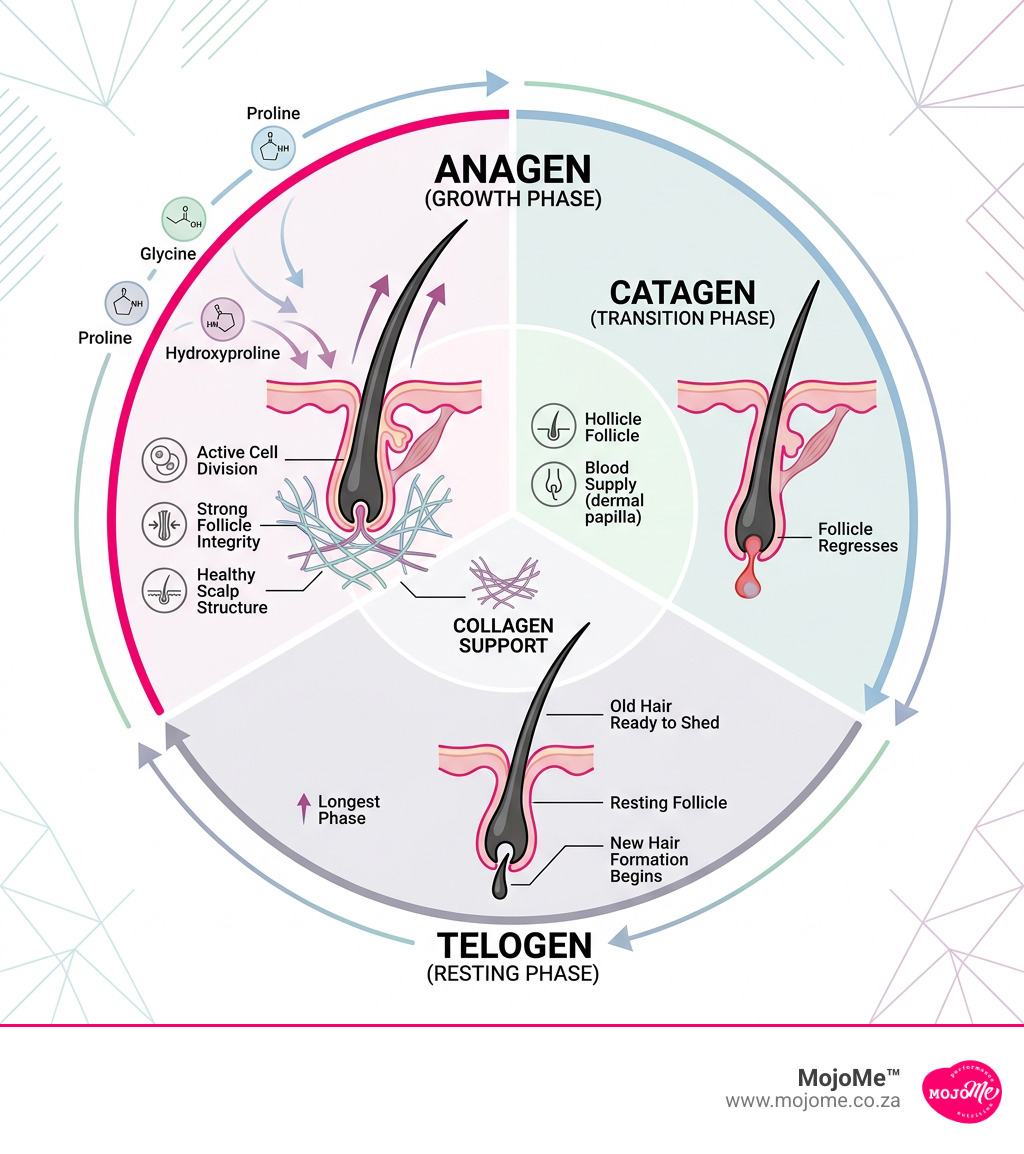 Collagen and hair growth cycle infographic showing anagen, catagen, and telogen phases with follicle health indicators