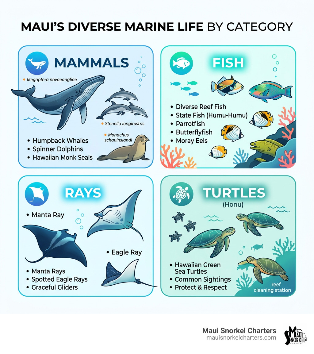 Infographic showing diversity of Maui marine species by category including mammals fish rays and turtles - Maui marine life