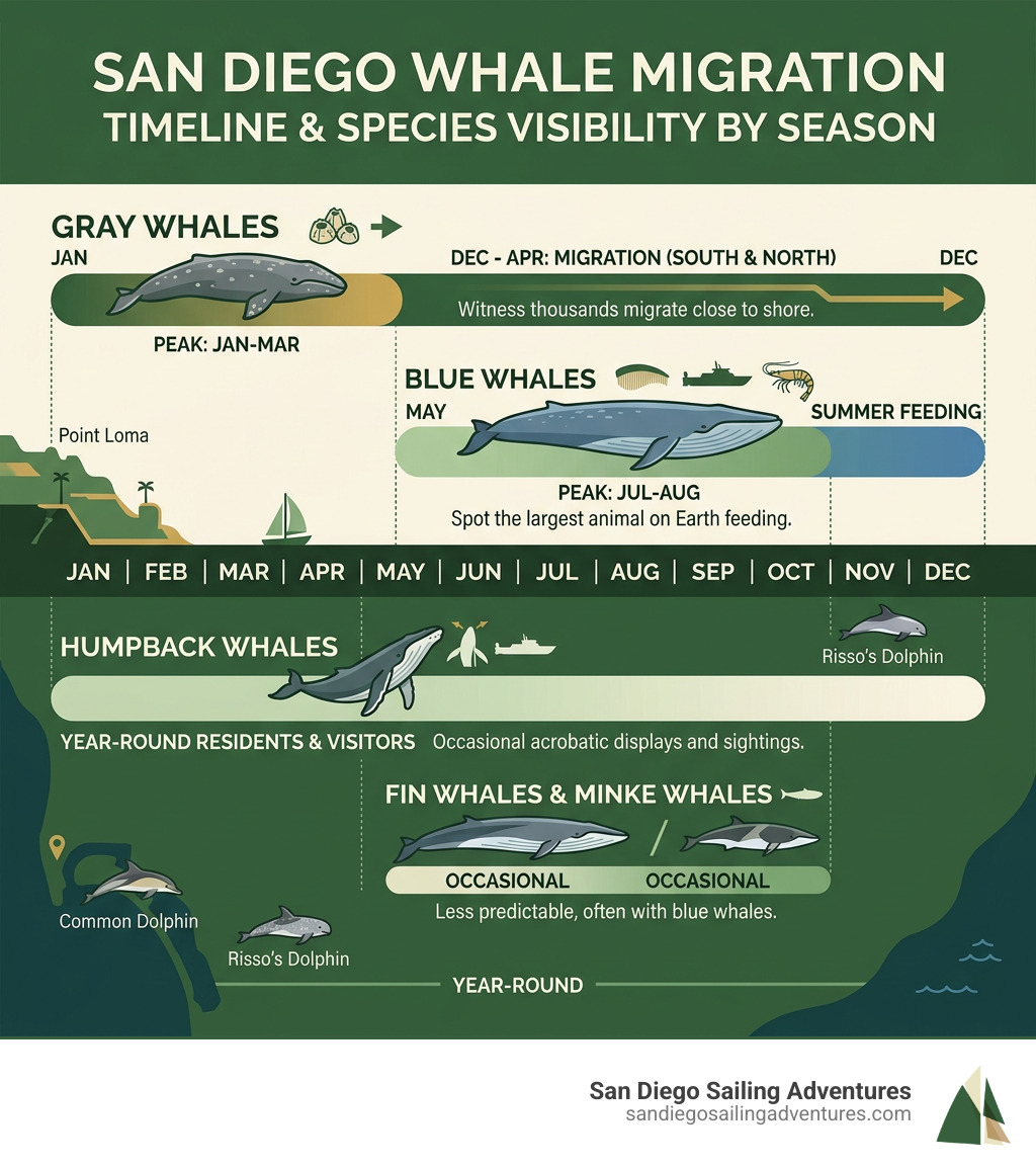 San Diego whale migration timeline and species visibility by season infographic - san diego whale watching packages