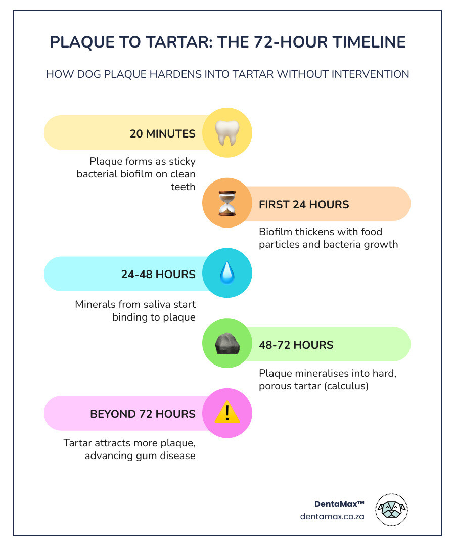 Infographic showing 72-hour timeline from plaque biofilm to mineralised tartar in dogs - dog dental plaque remover