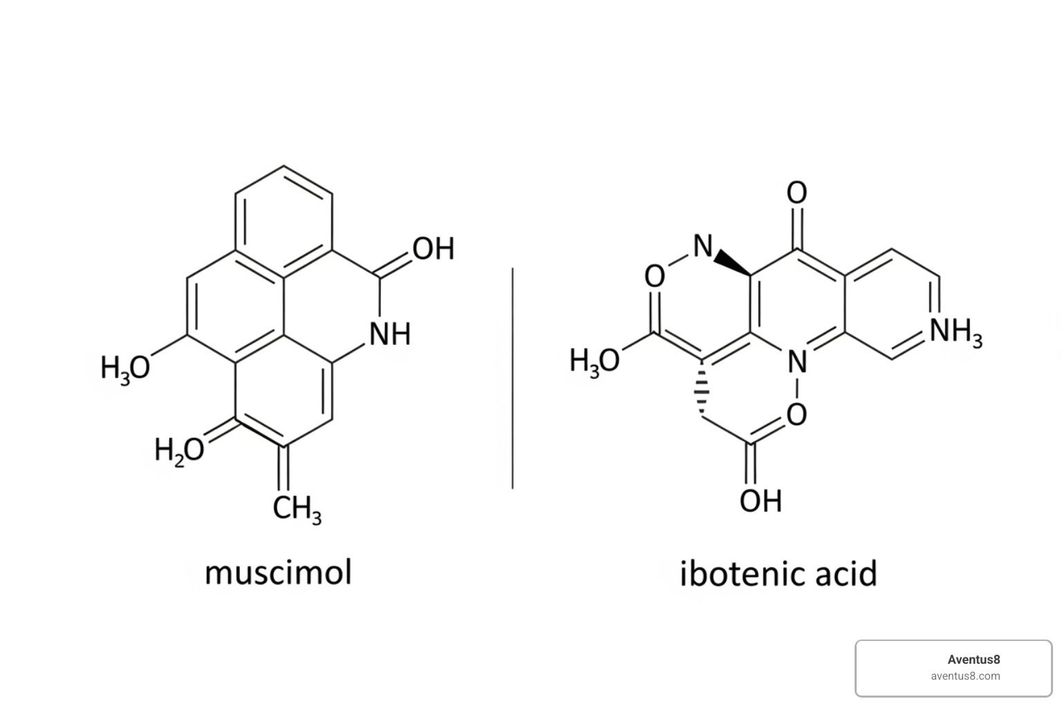 Chemical structures of Muscimol and Ibotenic acid - amanita muscaria psychedelic effects