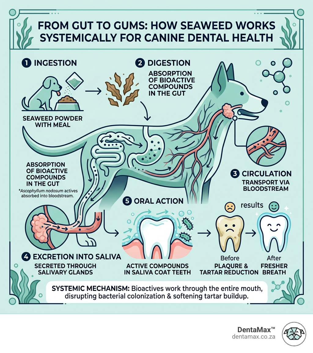 Infographic showing gut-to-saliva pathway of seaweed bioactive compounds for canine plaque reduction - seaweed powder for