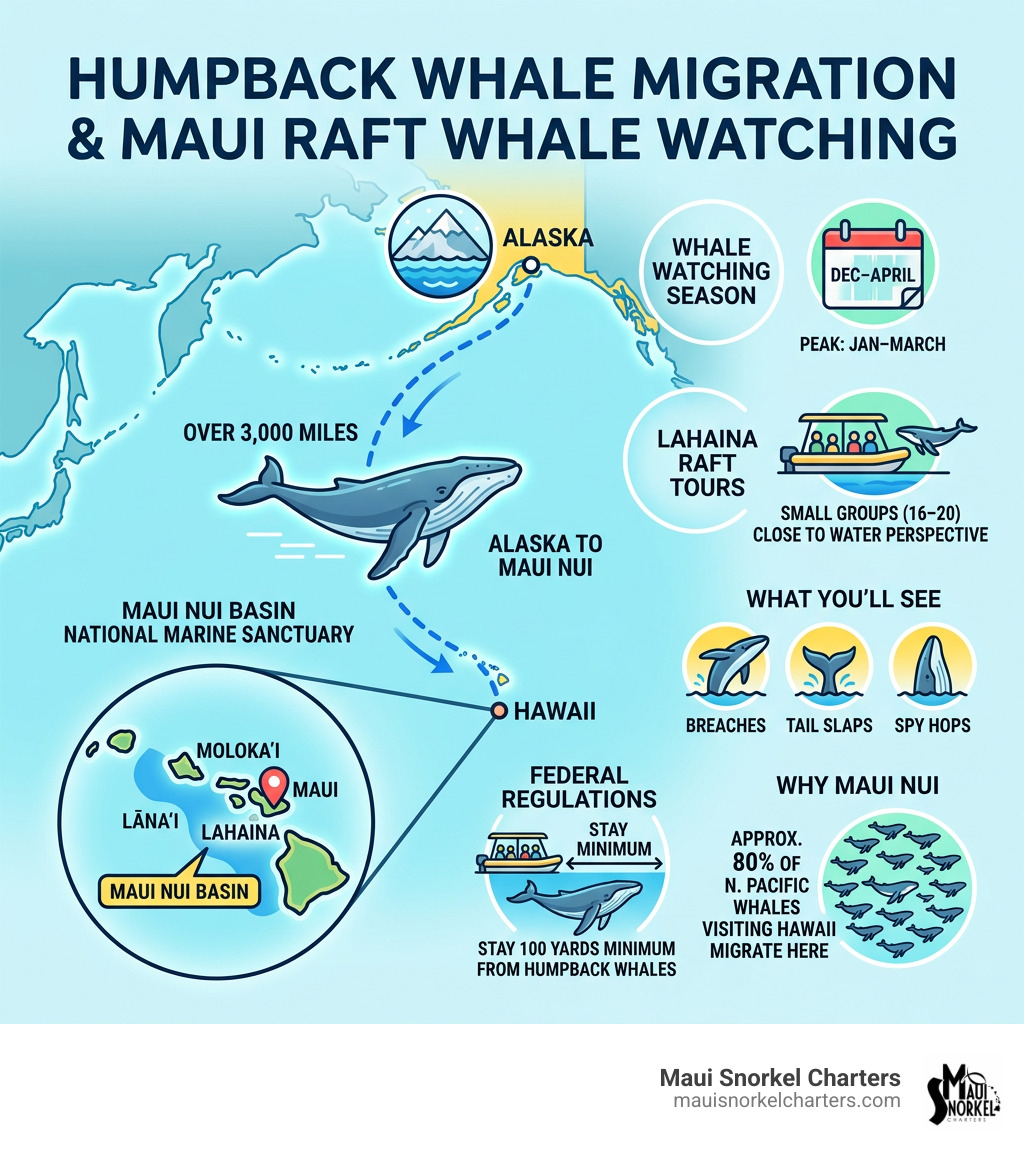 Infographic showing humpback whale migration route from Alaska to Maui Nui Basin National Marine Sanctuary with key whale