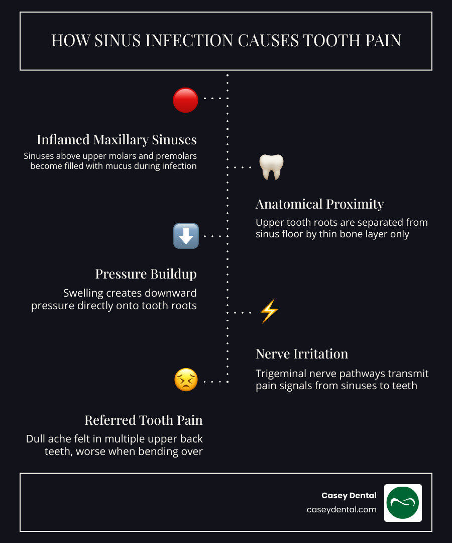 Infographic showing anatomical link between maxillary sinuses and upper teeth roots - Can a Sinus Infection Cause Tooth