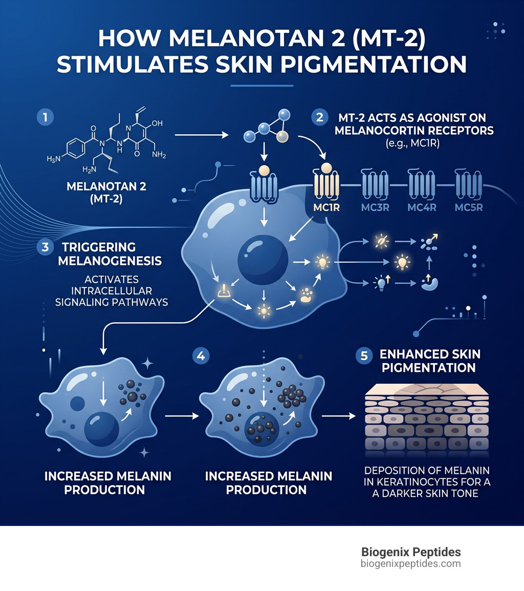 Infographic showing how Melanotan 2 activates melanocortin receptors and triggers melanogenesis for skin pigmentation - buy