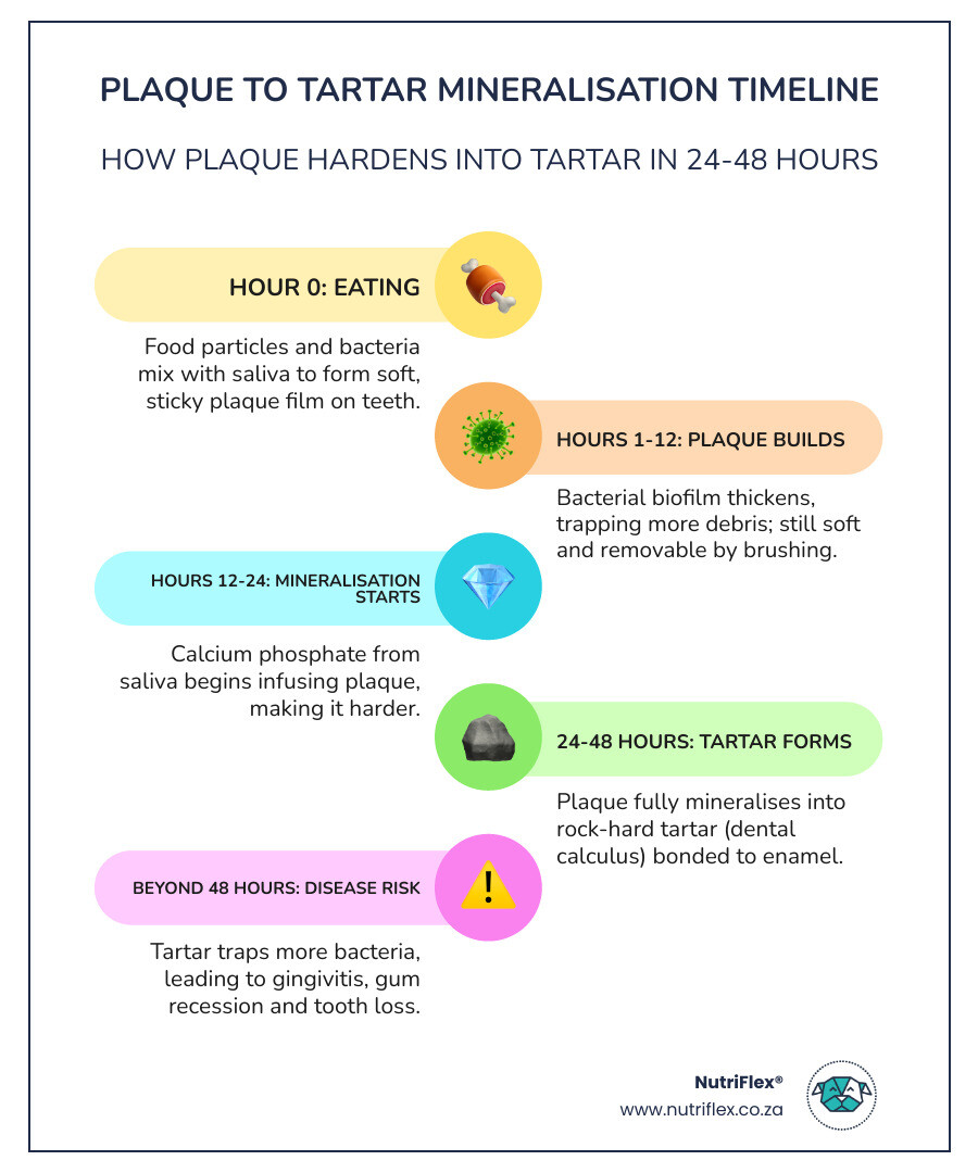 Infographic Showing 24-Hour Plaque To Tartar Mineralisation Timeline In Dogs With Prevention Steps - Tartar Buildup On Dogs