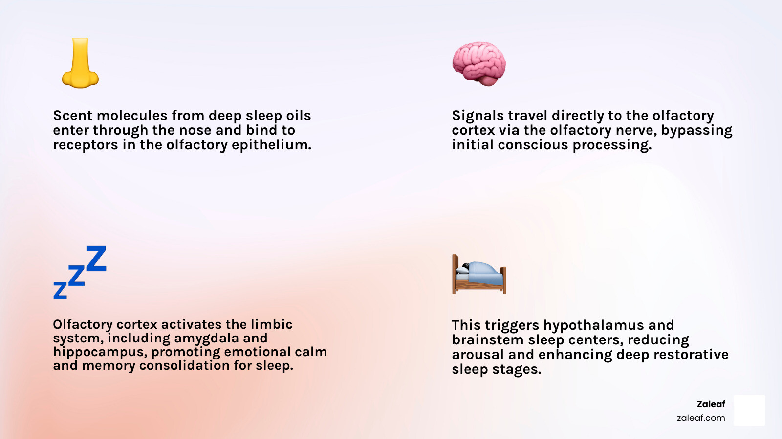 Infographic showing how scent molecules from deep sleep oils travel to the brain's olfactory cortex and activate sleep Infographic showing how scent molecules from deep sleep oils travel to the brain's olfactory cortex and activate sleep