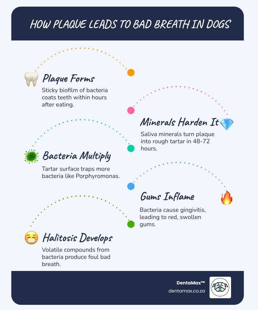 Infographic showing progression from plaque biofilm to tartar mineralisation and bad breath in dogs - bad breath in dogs