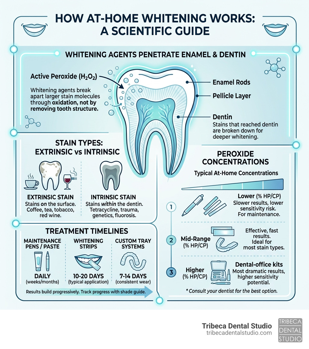 How whitening agents penetrate enamel, extrinsic vs intrinsic stains, peroxide concentrations, and treatment timelines How whitening agents penetrate enamel, extrinsic vs intrinsic stains, peroxide concentrations, and treatment timelines