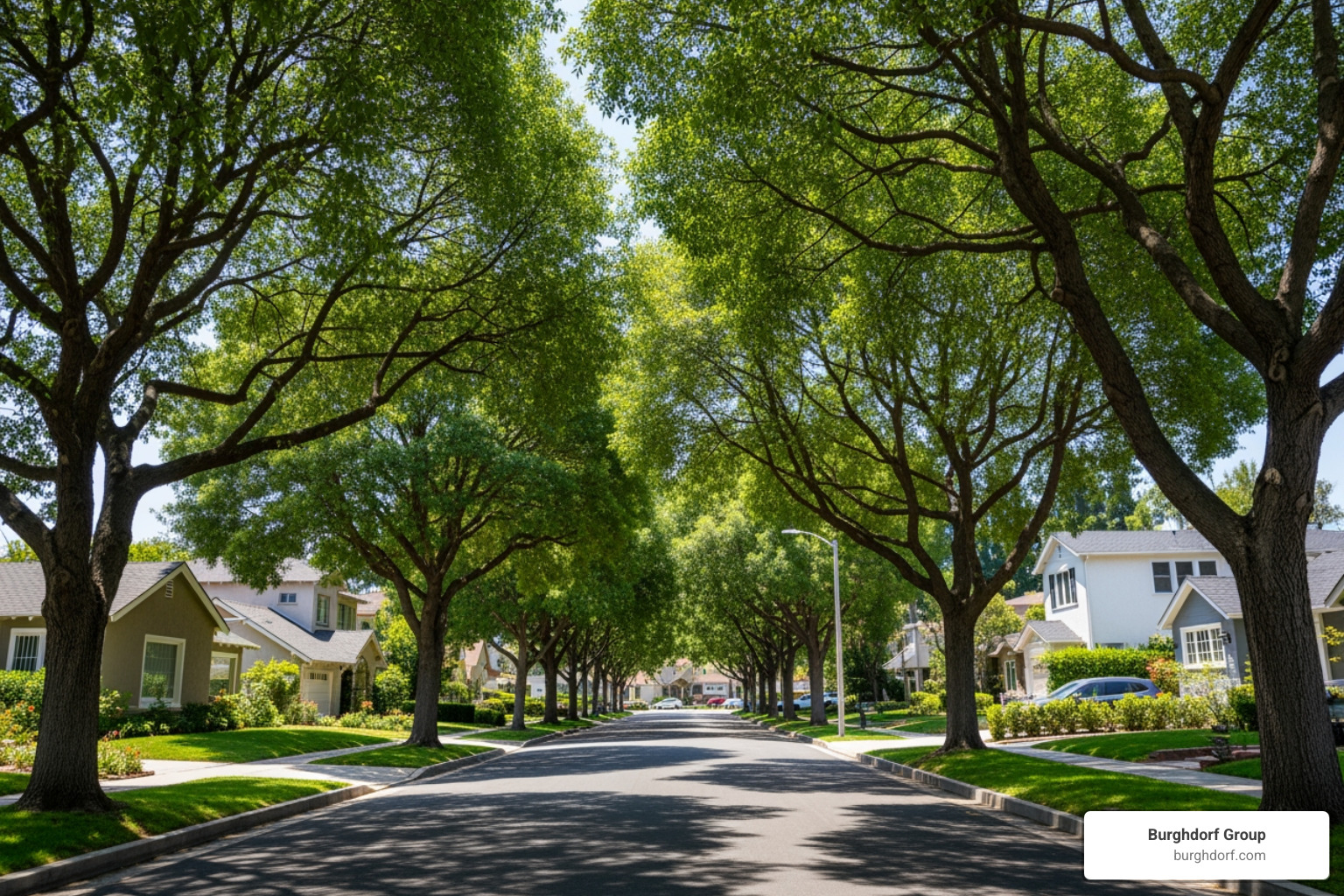 Quiet street Sherman Oaks tree-lined residential - Quiet street Sherman Oaks Quiet street Sherman Oaks tree-lined residential - Quiet street Sherman Oaks