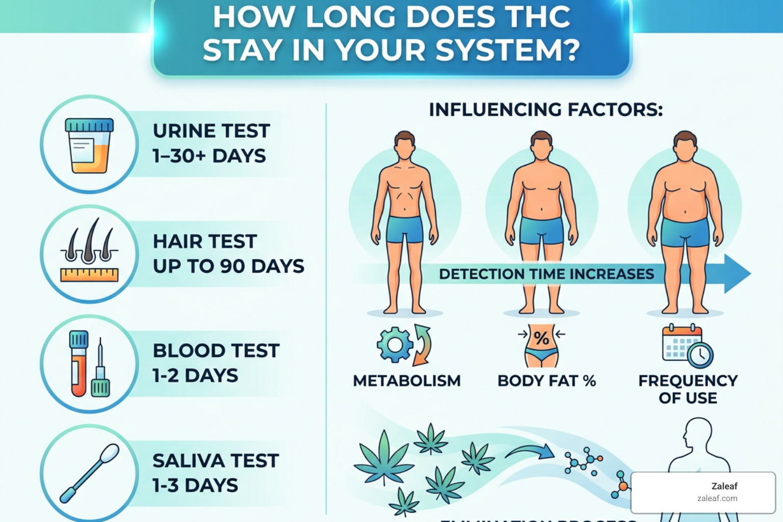 Person holding different drug testing kits like urine cups and saliva swabs - how long does it take for thc to leave body Person holding different drug testing kits like urine cups and saliva swabs - how long does it take for thc to leave body
