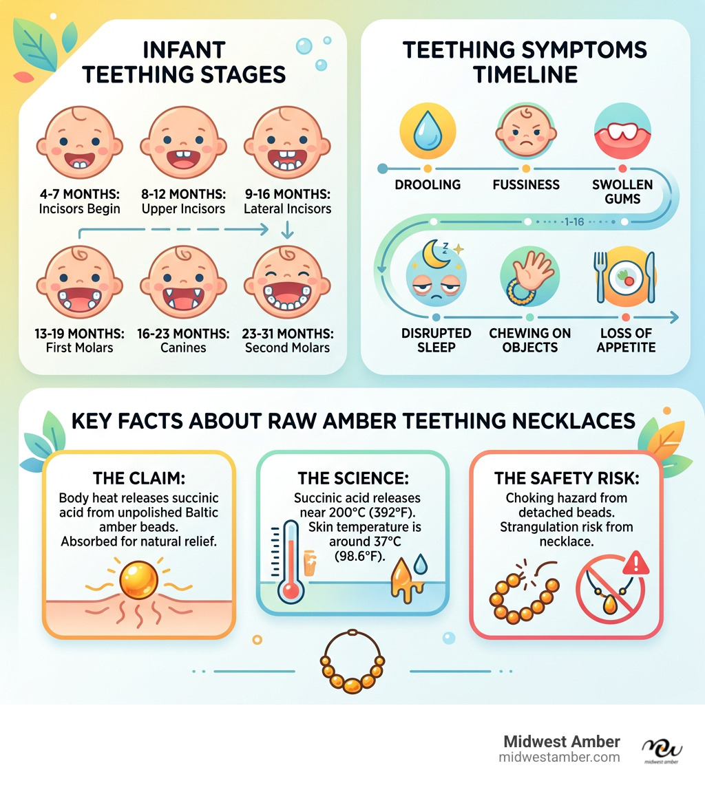 Infographic showing infant teething stages, symptoms timeline, and key facts about raw amber teething necklaces - Raw amber Infographic showing infant teething stages, symptoms timeline, and key facts about raw amber teething necklaces - Raw amber