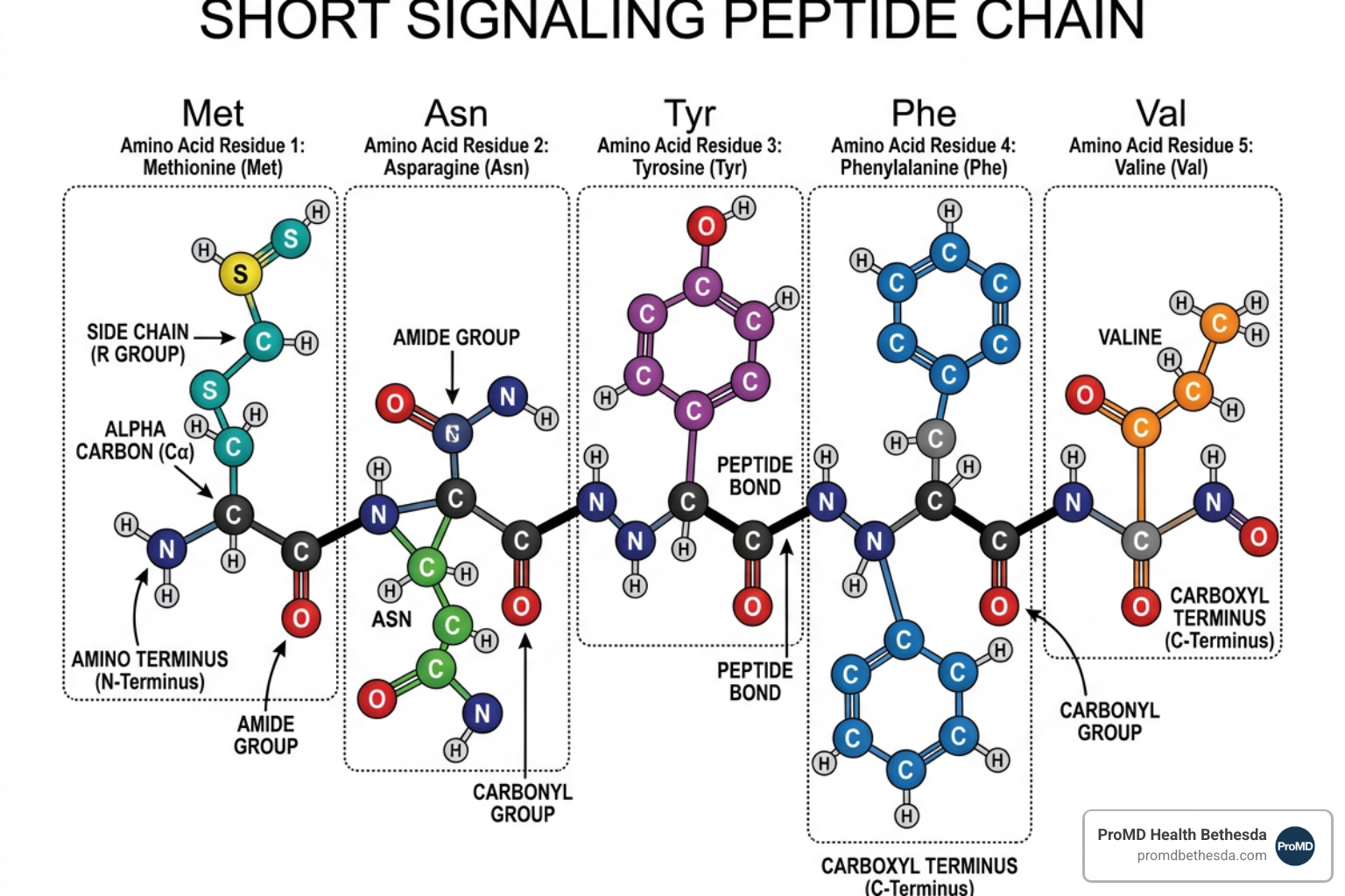 Molecular structure of amino acids and signaling peptides - what is peptide and hormone replacement therapy Molecular structure of amino acids and signaling peptides - what is peptide and hormone replacement therapy