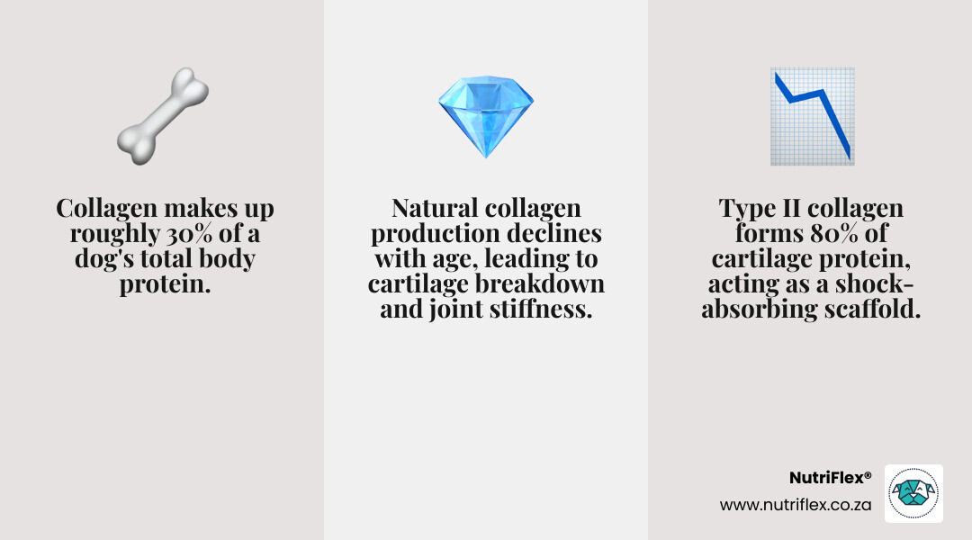 Collagen Role In Cartilage And Bone Infographic Showing Type I And Type Ii Collagen Structure, Joint Anatomy And Age-Related
