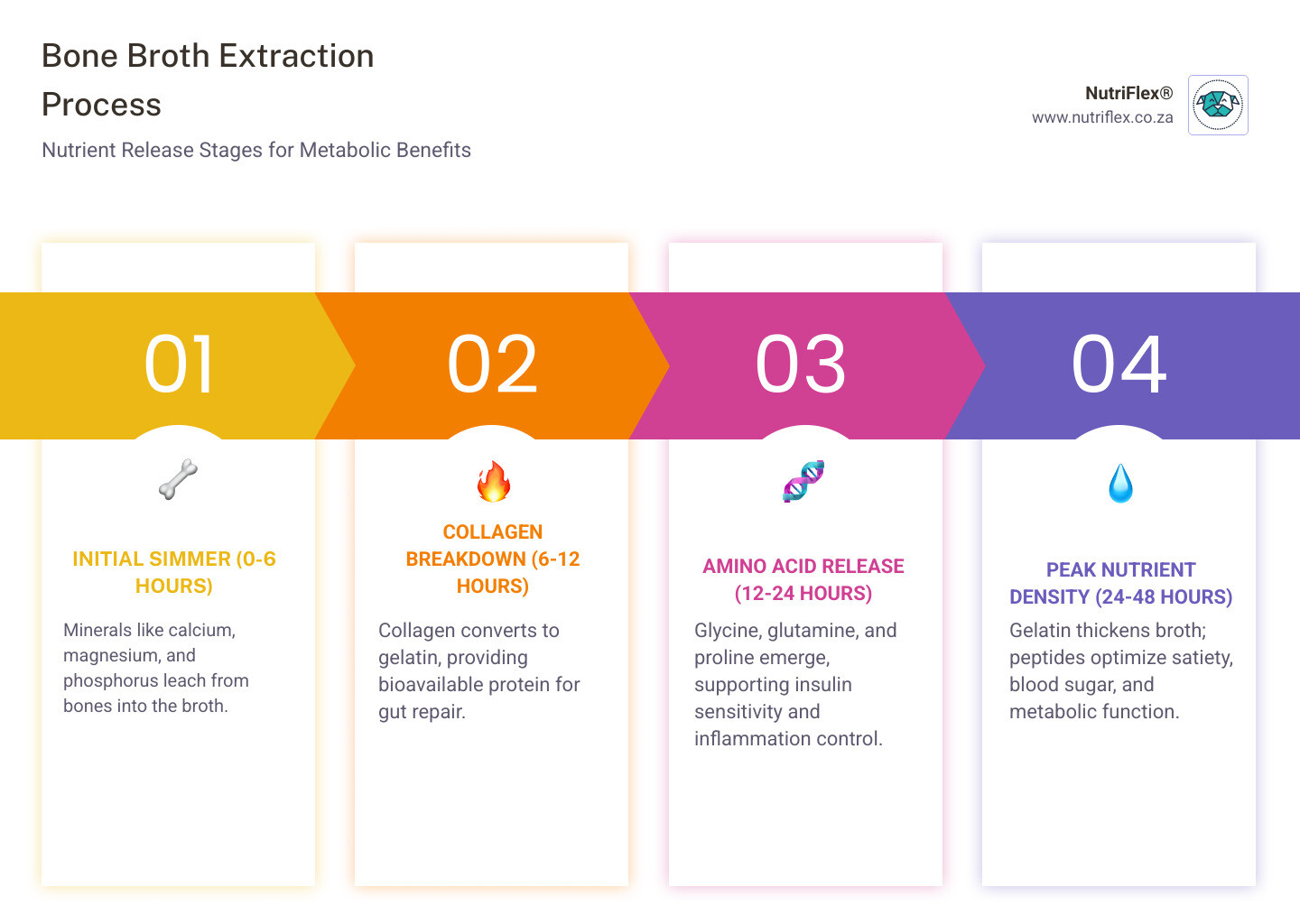 Infographic Showing Bone Broth Extraction Process, Nutrient Release Stages And Key Metabolic Benefits Per Nutrient - Bone