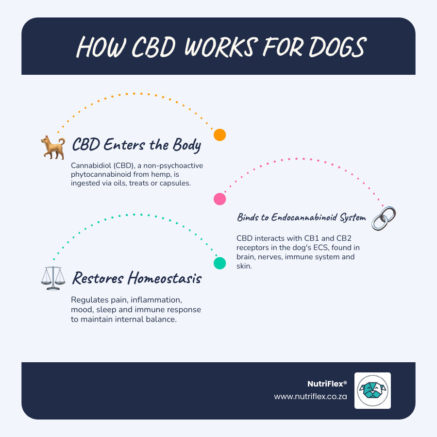 Infographic Showing Cbd Benefits For Dogs, Endocannabinoid System Overview And Key Research Findings - Cbd For Canine