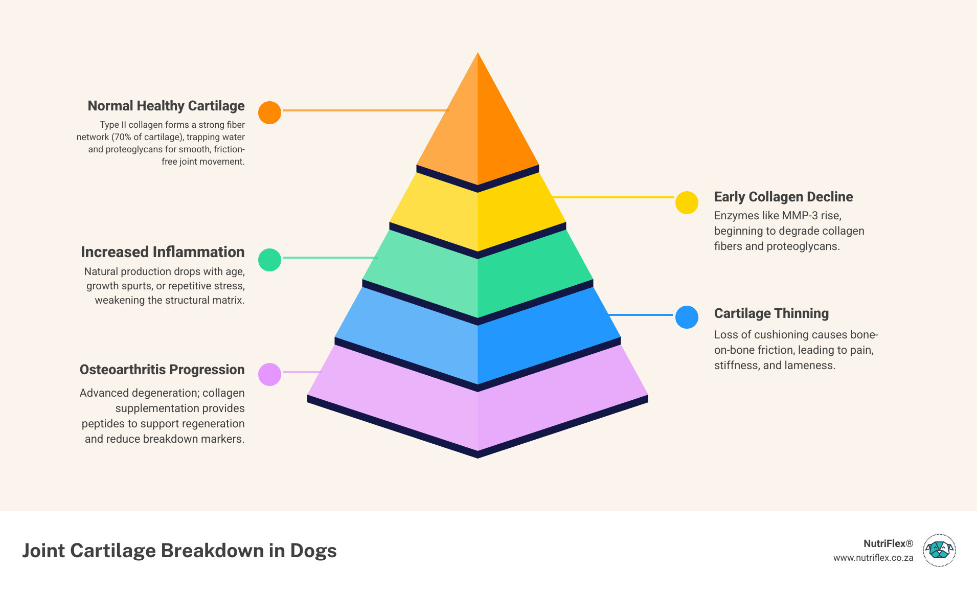 Infographic Showing How Joint Cartilage Breaks Down Over Time In Dogs And How Collagen Supplementation Helps - Chicken