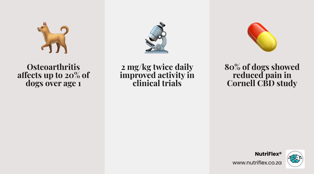 Infographic Showing Canine Endocannabinoid System, Cbd Dosage Guide And Key Research Findings For Arthritic Dogs - Cbd For