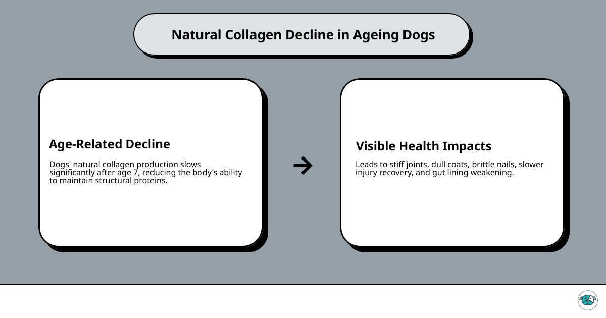 Infographic Showing Natural Collagen Decline In Ageing Dogs And Its Effects On Joints, Coat And Gut Health - Collagen For