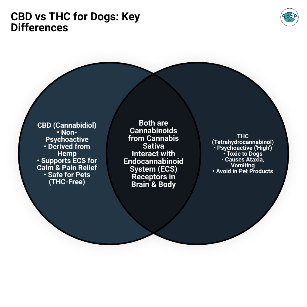 Infographic Comparing Cbd Vs Thc For Dogs: Effects, Safety, Legality And What To Look For On A South African Product Label