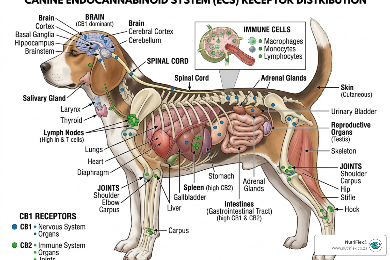 Diagram Showing The Canine Endocannabinoid System And Receptor Locations In The Brain, Organs And Joints - Cbd For Dogs