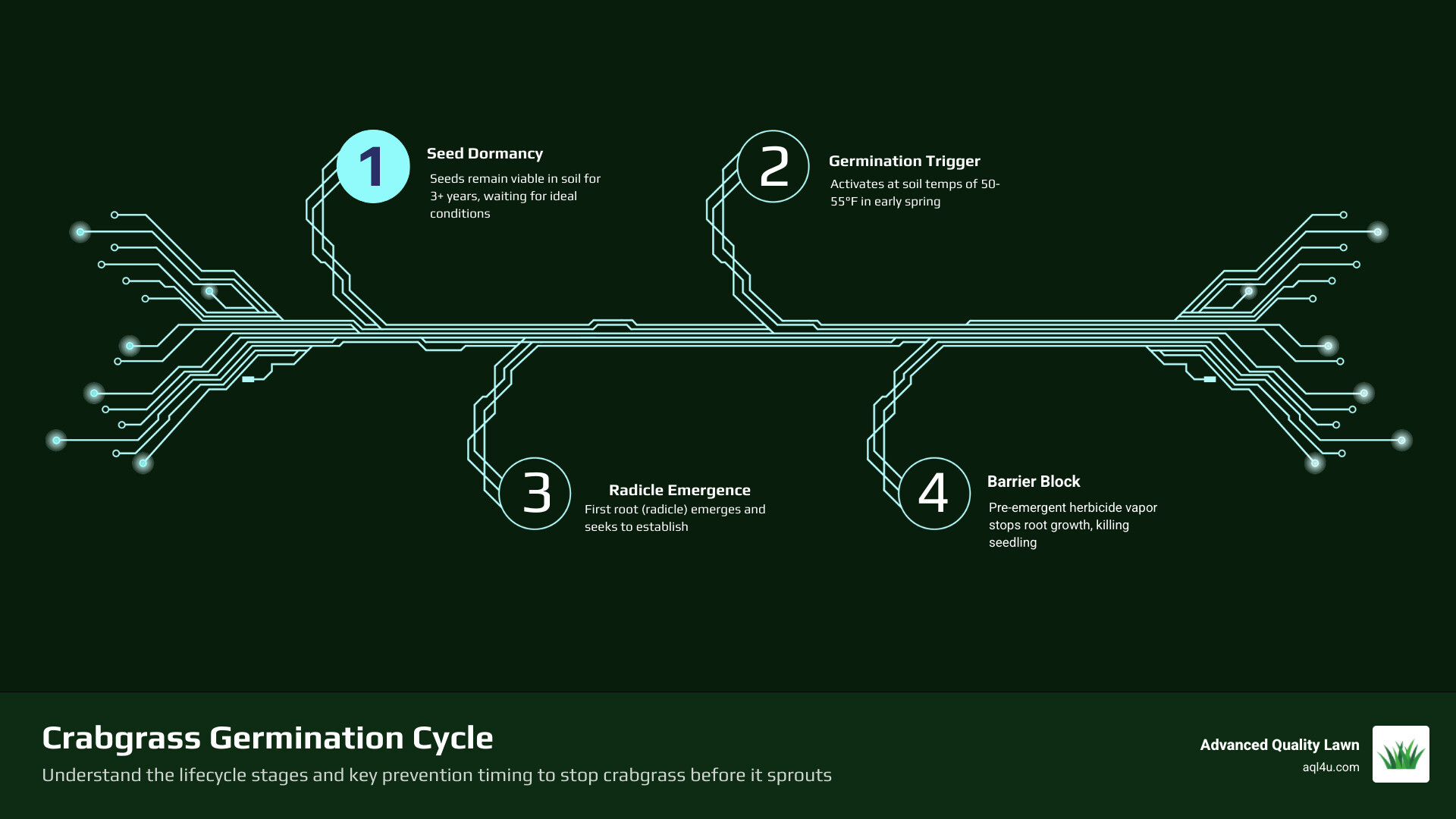 Infographic showing crabgrass germination cycle from seed to sprout with soil temperature triggers and prevention timing