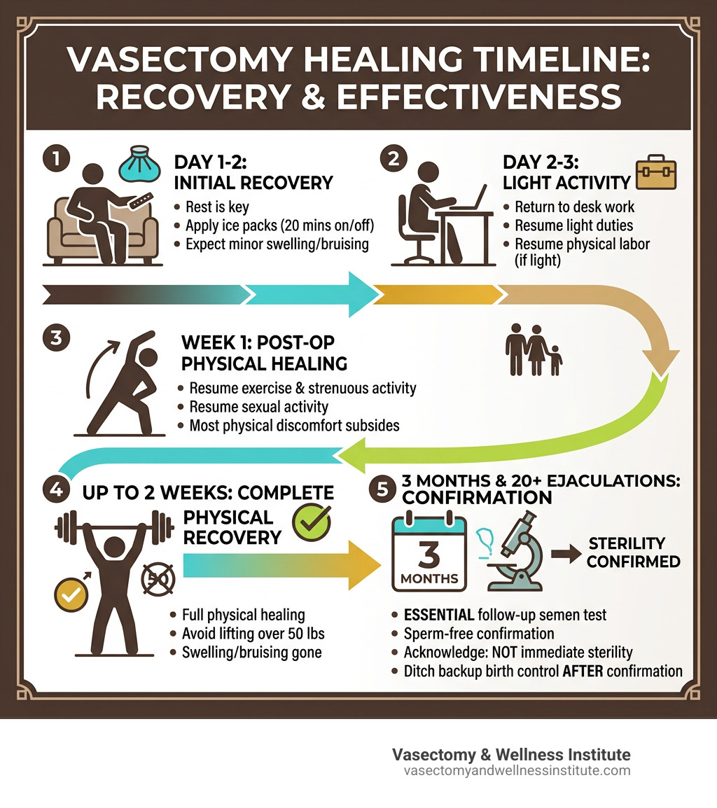 Vasectomy healing timeline infographic from day 1 to 3 months post-procedure - how long does it take for vasectomy to heal Vasectomy healing timeline infographic from day 1 to 3 months post-procedure - how long does it take for vasectomy to heal