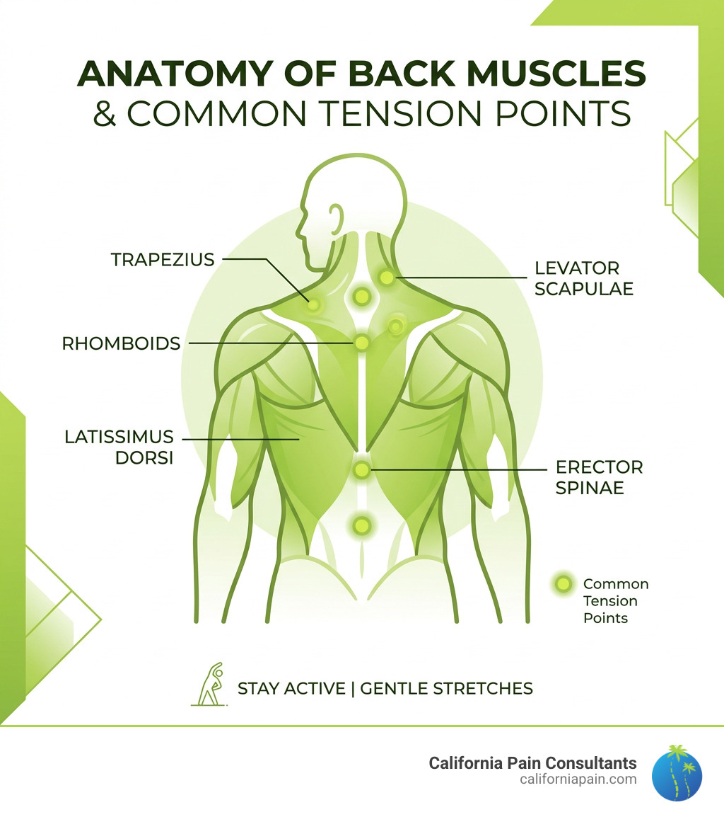 Anatomy of back muscles and common tension points infographic - back muscle tension relief infographic Anatomy of back muscles and common tension points infographic - back muscle tension relief infographic