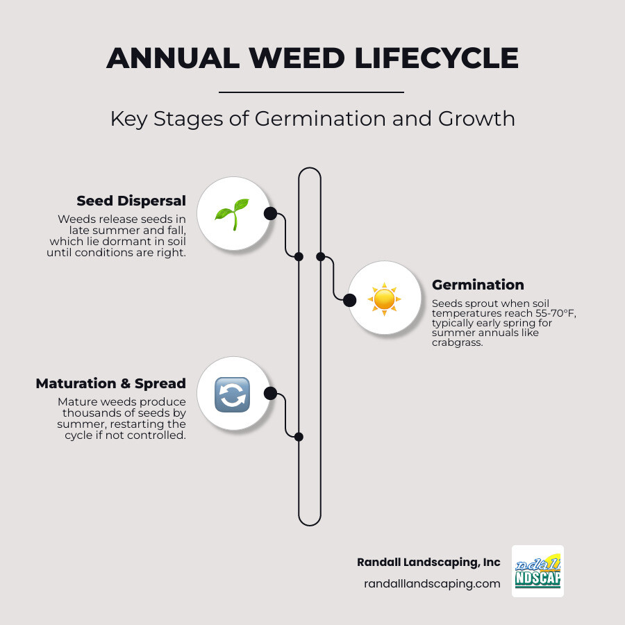 Annual weed lifecycle and germination stages infographic - Weed control Georgetown infographic