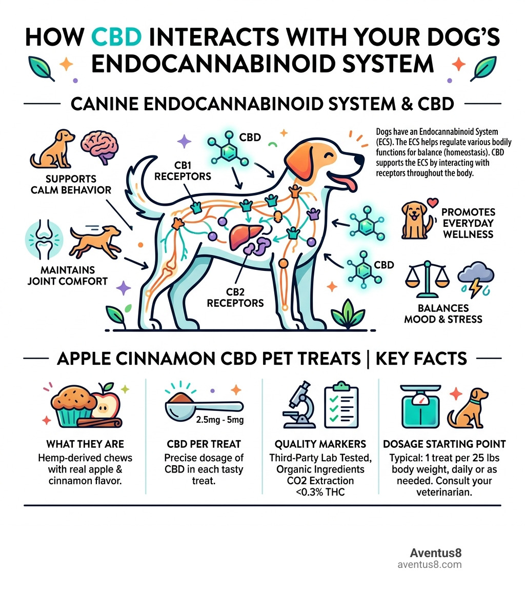 Infographic showing how CBD interacts with the canine endocannabinoid system and key facts about apple cinnamon CBD pet Infographic showing how CBD interacts with the canine endocannabinoid system and key facts about apple cinnamon CBD pet