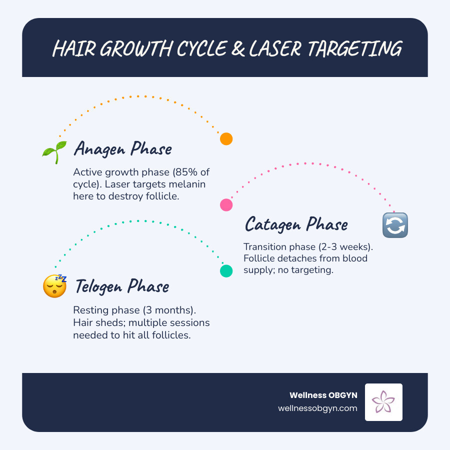 Infographic showing hair growth cycle phases and how laser targets the anagen phase for full leg laser - full leg laser