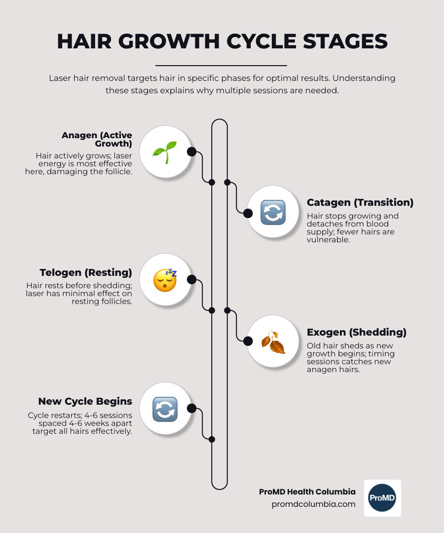 Diagram showing the three stages of the hair growth cycle: Anagen, Catagen, and Telogen - laser hair removal prices ellicott
