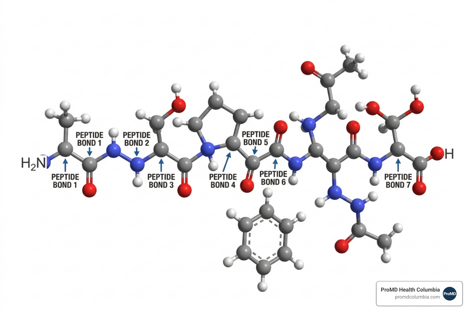 The molecular structure of a bioactive peptide showing amino acid linkages - peptide therapy immune support The molecular structure of a bioactive peptide showing amino acid linkages - peptide therapy immune support