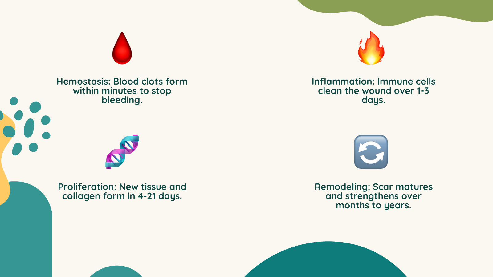 Stages of wound healing infographic: hemostasis, inflammation, proliferation, remodeling with timelines - natural scar Stages of wound healing infographic: hemostasis, inflammation, proliferation, remodeling with timelines - natural scar