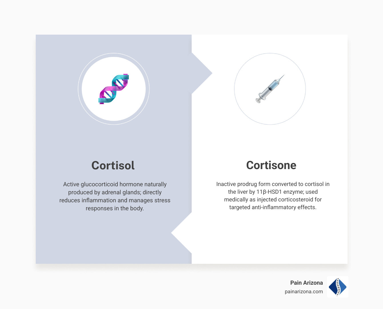 Infographic comparing cortisone, cortisol, and synthetic corticosteroids with key differences in source, activity, and