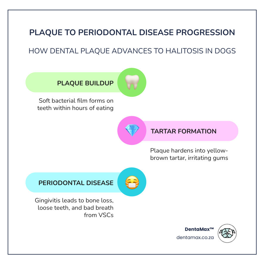 Infographic showing progression from plaque to tartar to gingivitis to periodontal disease and halitosis symptoms - symptoms