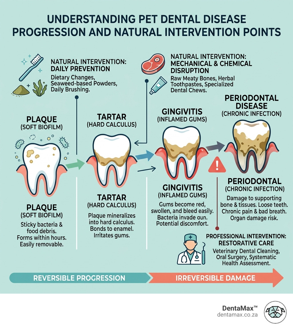 Infographic showing progression from plaque to tartar to periodontal disease and natural intervention points - natural