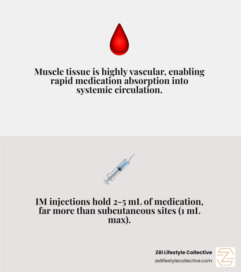 diagram showing skin layers, subcutaneous tissue, and muscle depth for IM injection sites - intramuscular injections sites