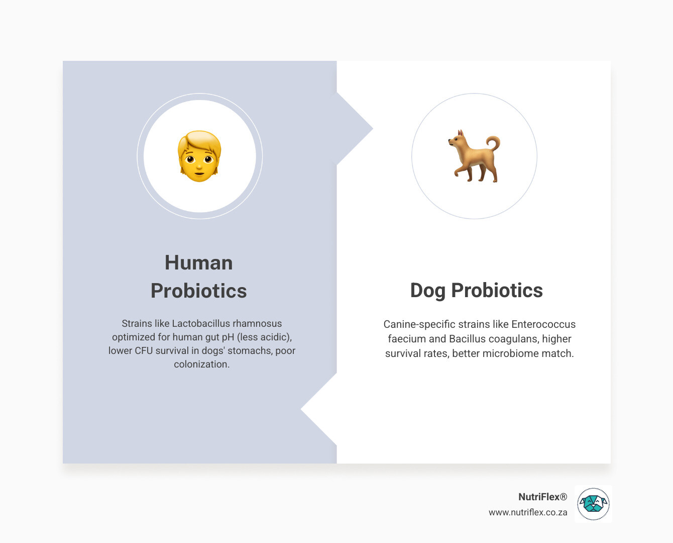 Infographic Comparing Human And Dog Probiotics: Strain Compatibility, Xylitol Risk, Cfu Differences And Safe Food Sources