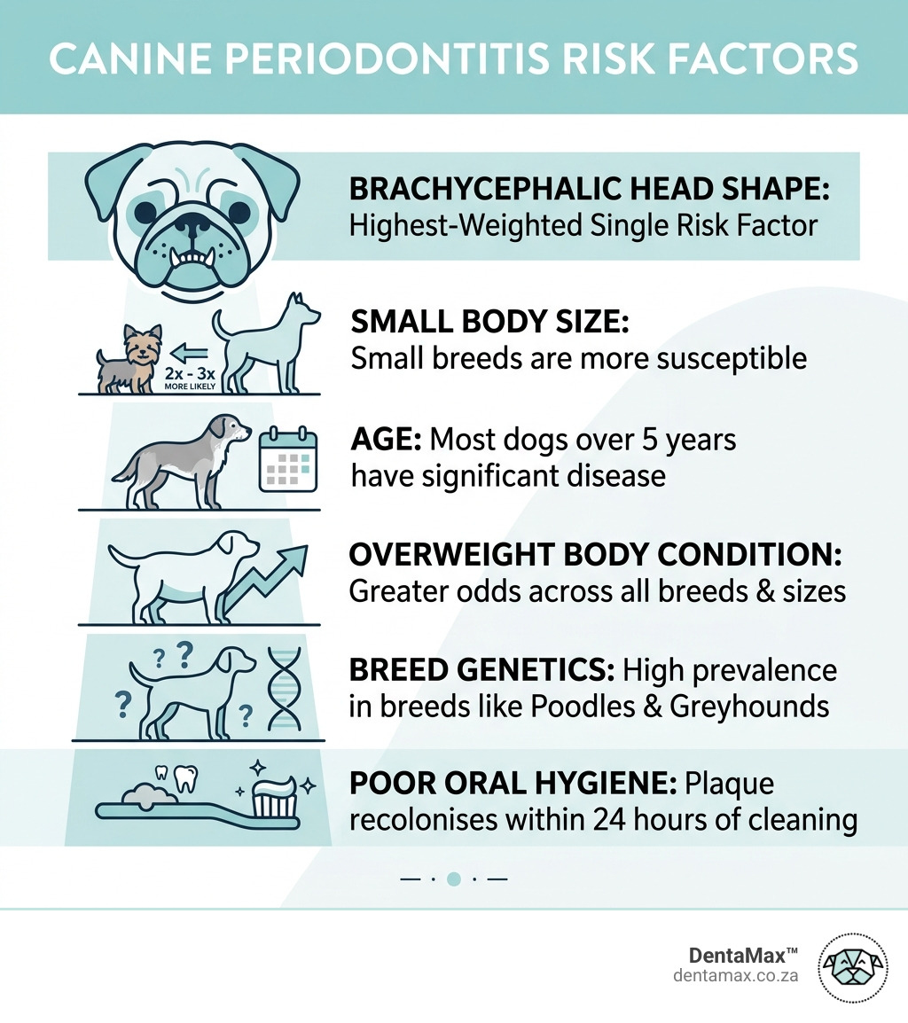 infographic showing canine periodontitis risk factors ranked by severity from breed size to oral hygiene - canine