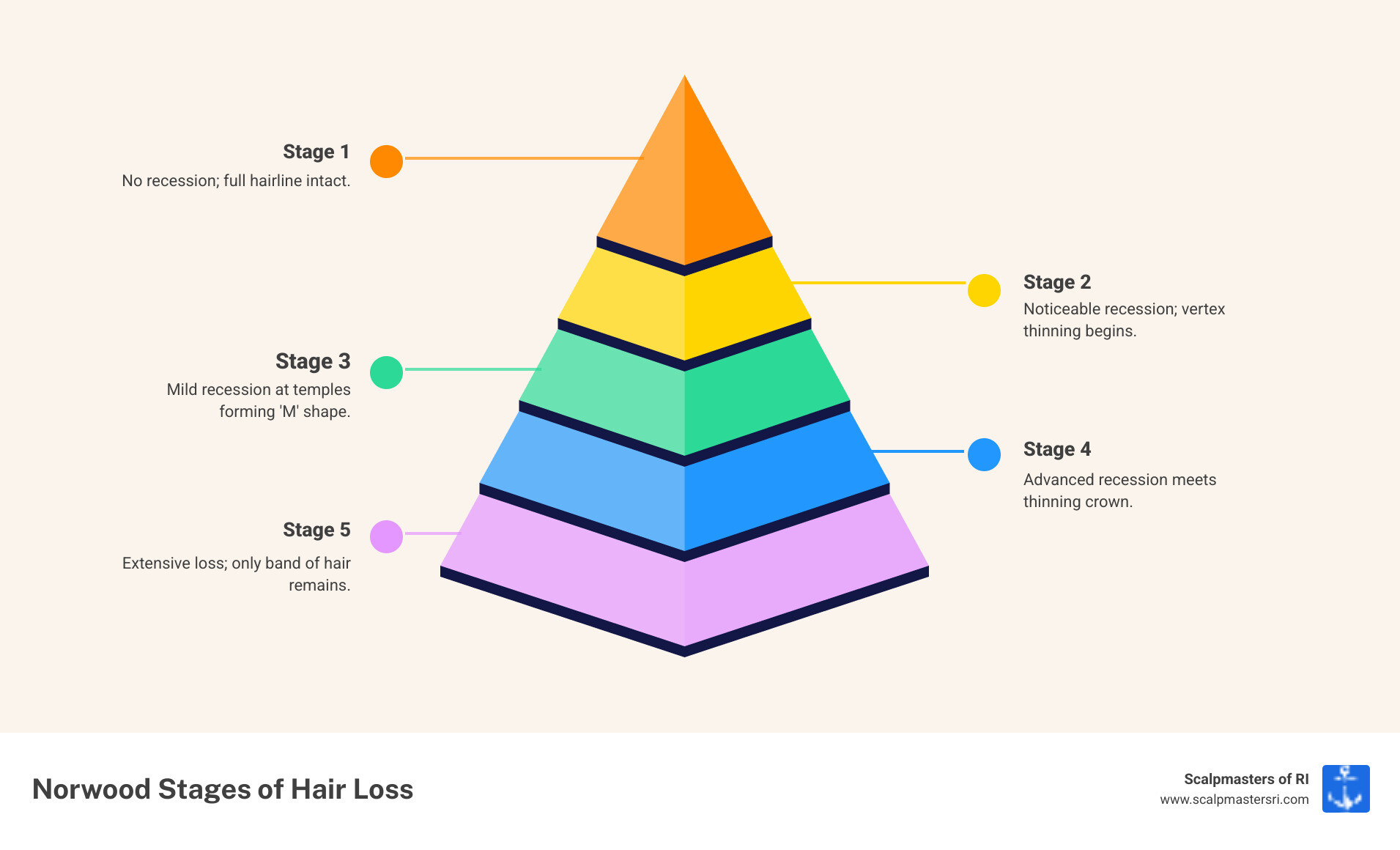 Stages of hair loss and restoration timelines for men and women - connecticut hair restoration infographic