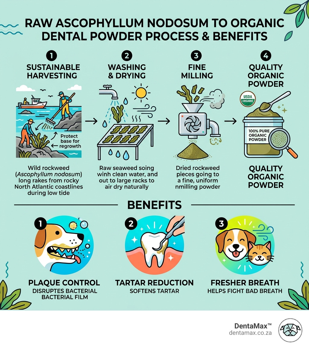 Infographic showing raw Ascophyllum nodosum seaweed to dried fine organic dental powder process and key benefits