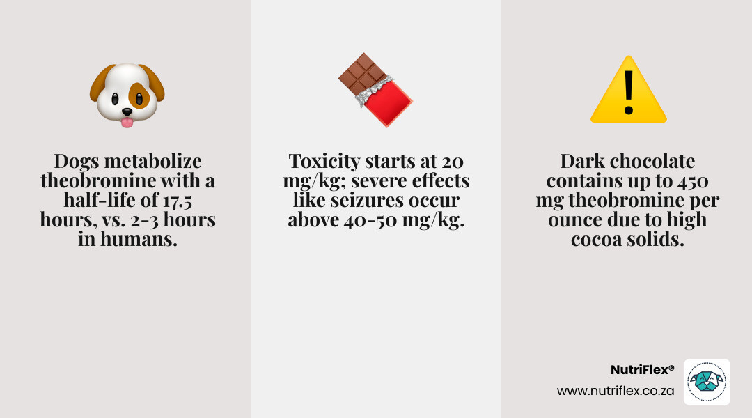 Infographic Showing Why Chocolate Is Toxic To Dogs And Survival Factors Without Treatment - Can A Dog Survive Chocolate