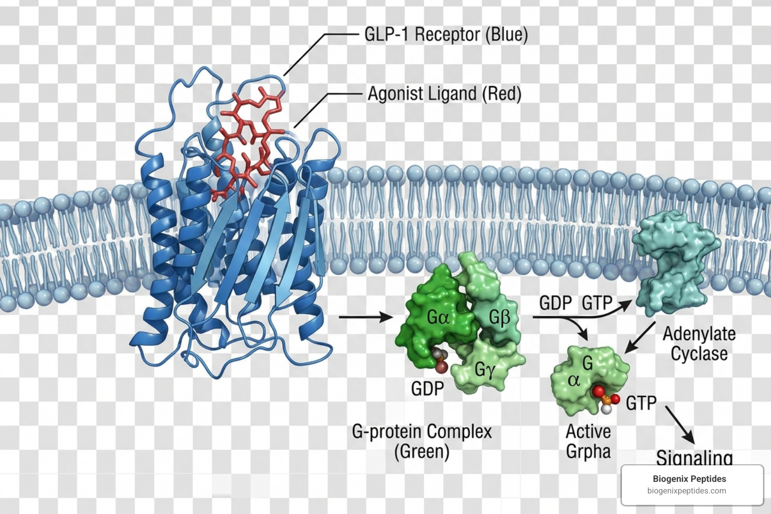 Molecular model of GLP-1 receptor signaling - GLP-1 agonists dental health