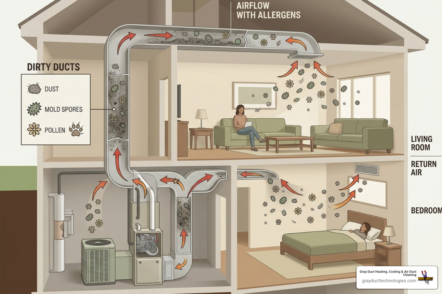 Infographic showing how HVAC systems circulate indoor allergens through ductwork and into living spaces - does duct cleaning Infographic showing how HVAC systems circulate indoor allergens through ductwork and into living spaces - does duct cleaning