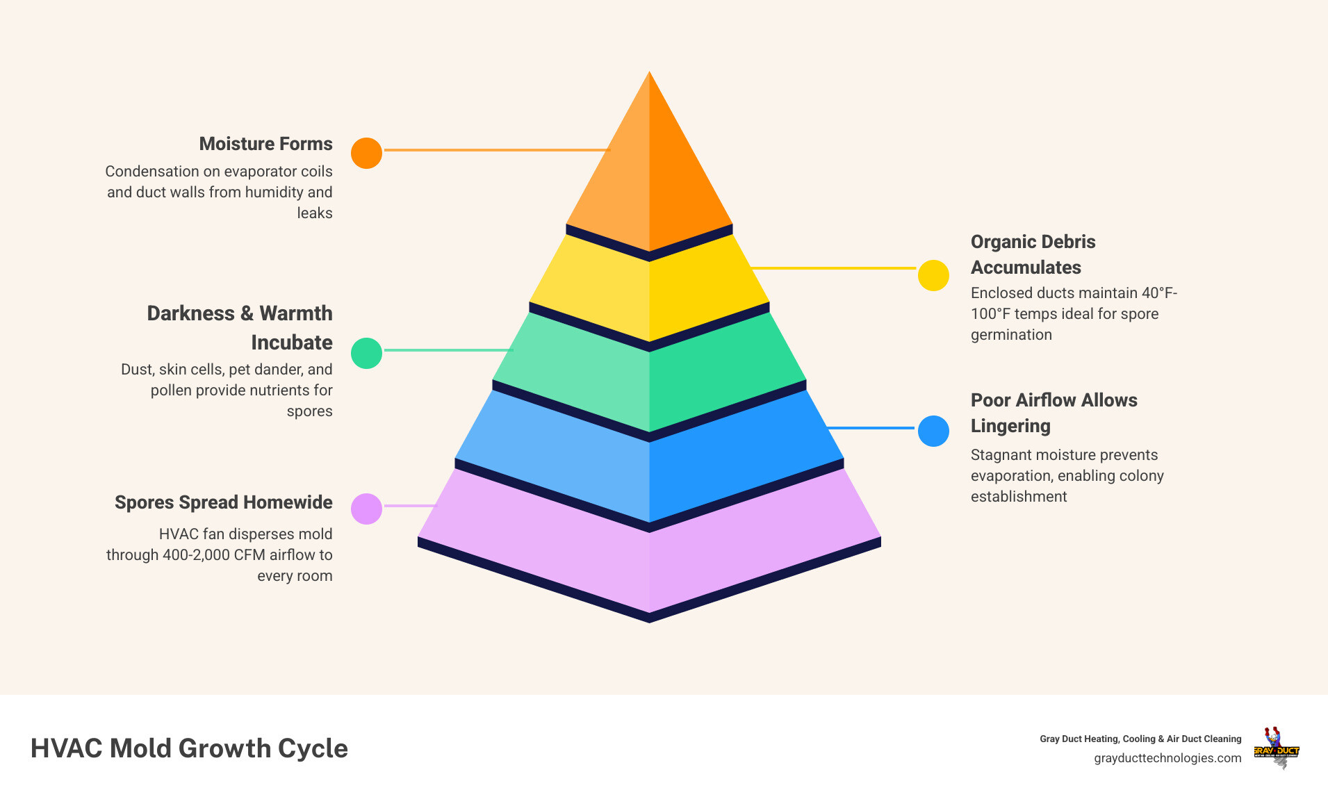 Infographic showing the 5-step HVAC mold growth cycle from moisture to spore dispersal - how mold grows inside your air
