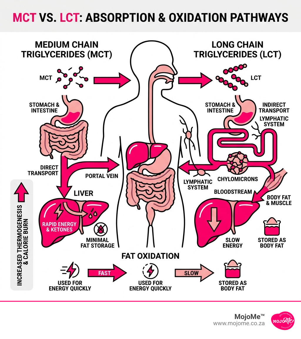 MCT vs LCT absorption pathway showing portal vein vs lymphatic transport and fat oxidation differences - medium chain MCT vs LCT absorption pathway showing portal vein vs lymphatic transport and fat oxidation differences - medium chain